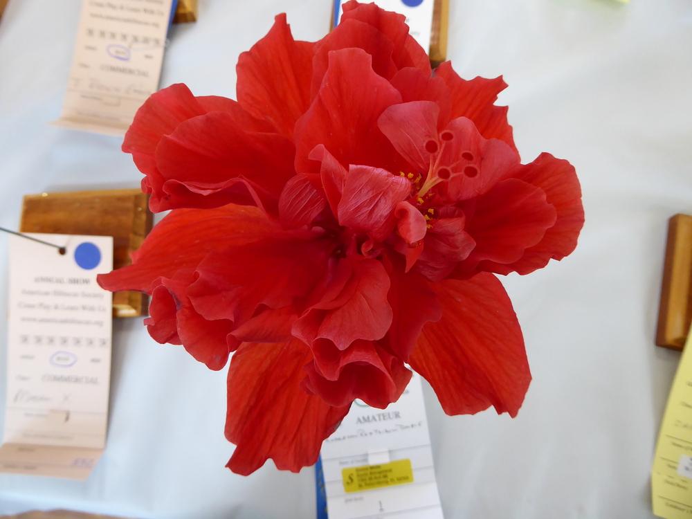 Photo of Tropical Hibiscus (Hibiscus rosa-sinensis 'Anderson's Double Yellow Red') uploaded by mellielong