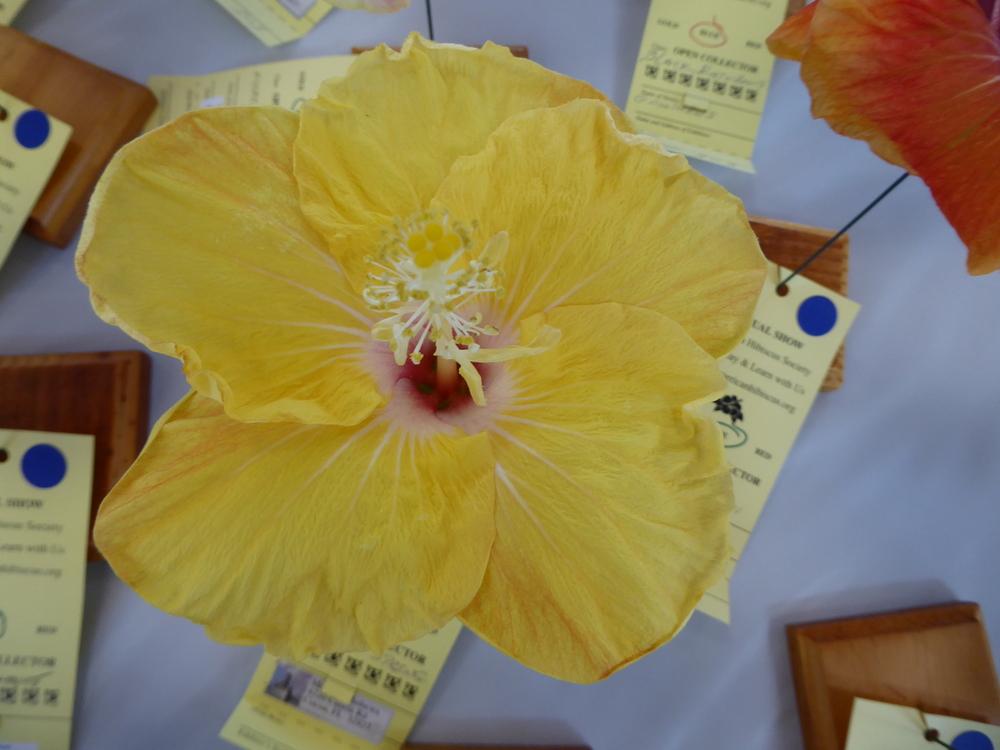 Photo of Tropical Hibiscus (Hibiscus rosa-sinensis 'Acadian Spring') uploaded by mellielong