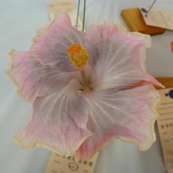 Location: Pinellas Park, FL
Date: 2016-05-29
Sunset Chapter, American Hibiscus Society show and sale