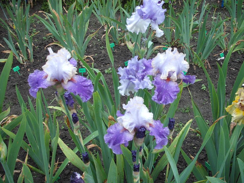 Photo of Tall Bearded Iris (Iris 'Grecian Sea') uploaded by pasla3