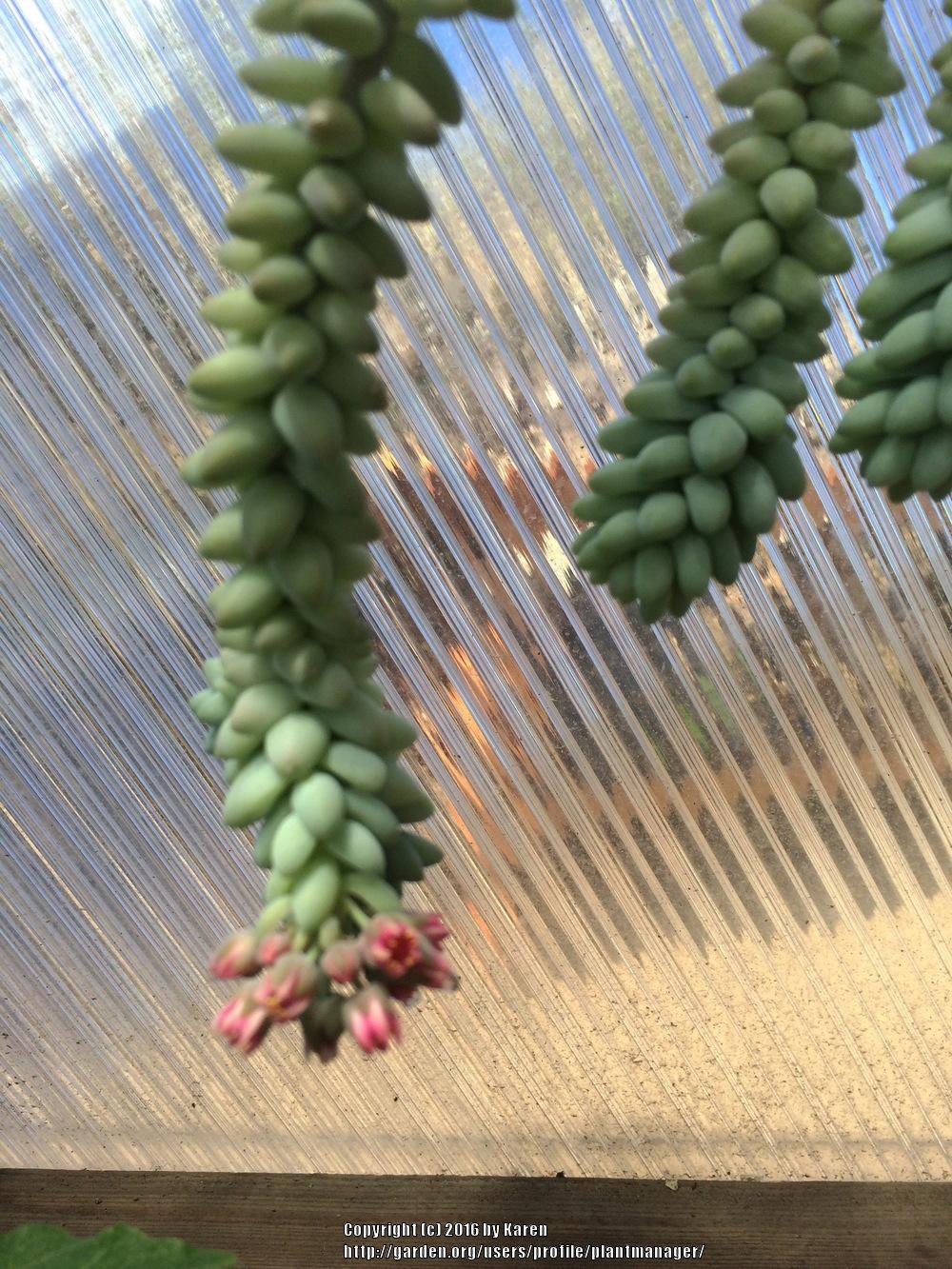 Photo of Baby Burro's Tail (Sedum burrito) uploaded by plantmanager