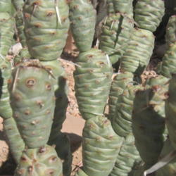 Location: Scottsdale, Arizona my yard
Date: 2016-05-17
Tephrocactus articulatus var. papyracanthus