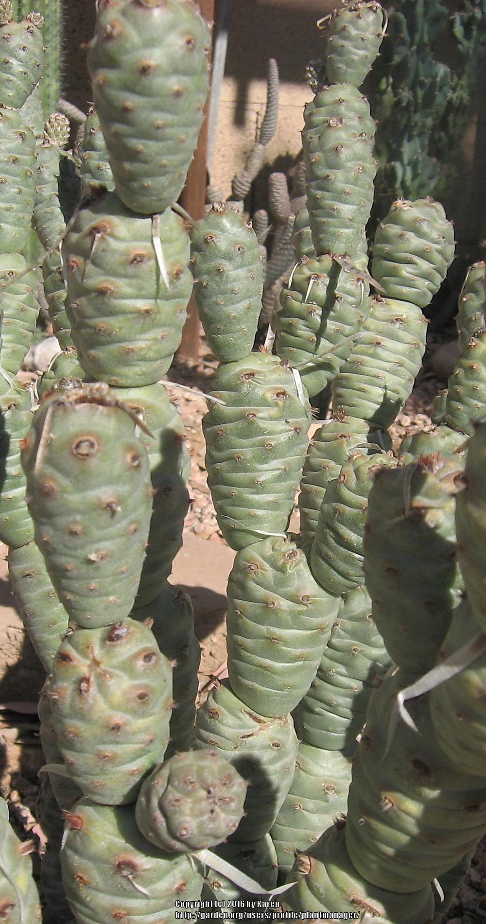 Photo of Papery Spine Cactus (Tephrocactus articulatus) uploaded by plantmanager