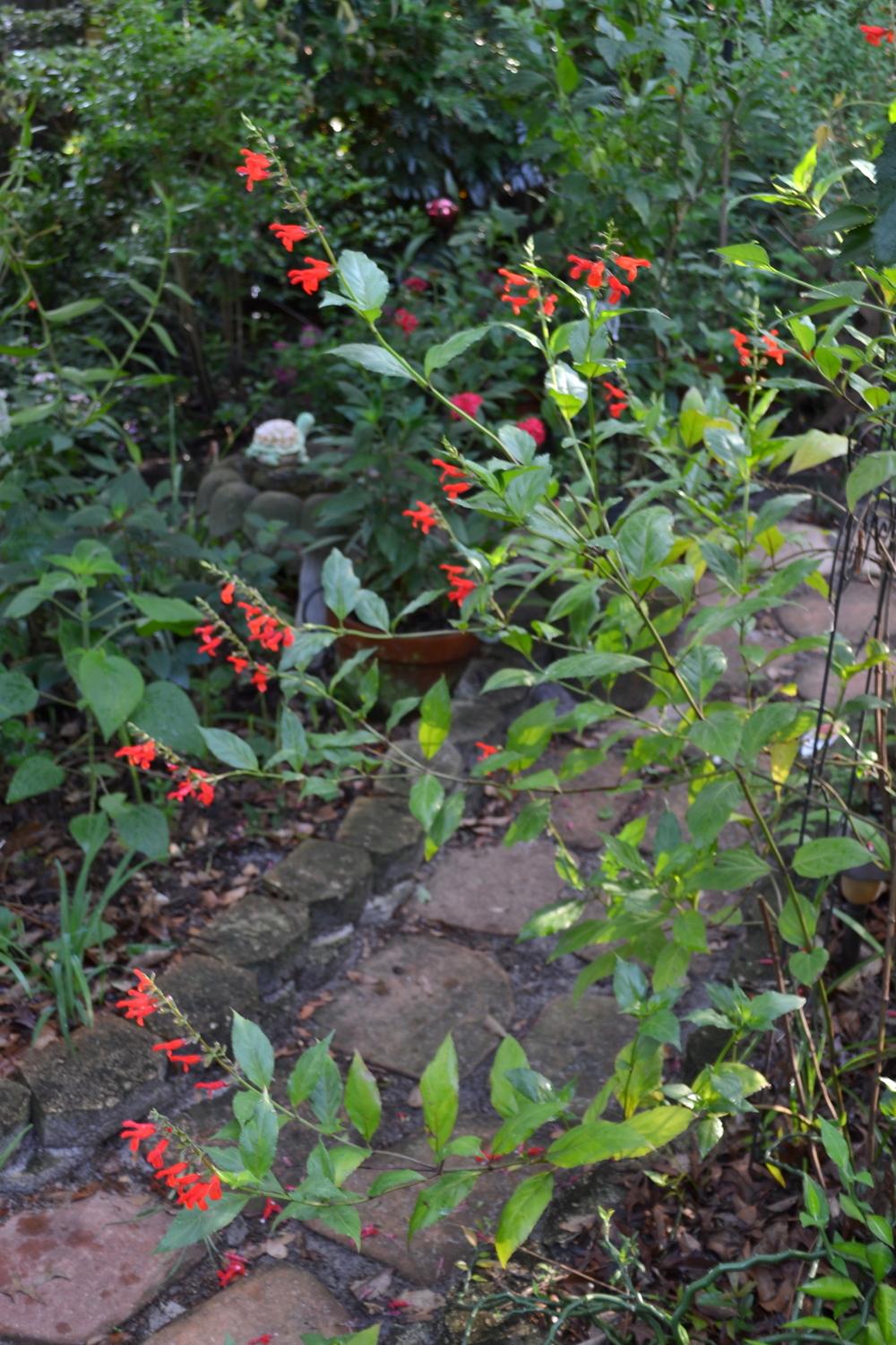 Photo of Belize Sage (Salvia pansamalensis) uploaded by sunkissed
