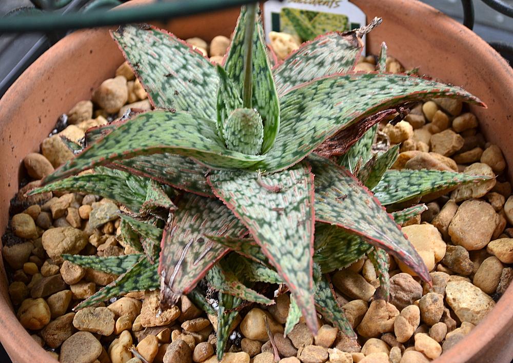 Photo of Aloe 'Pink Blush' uploaded by sunkissed