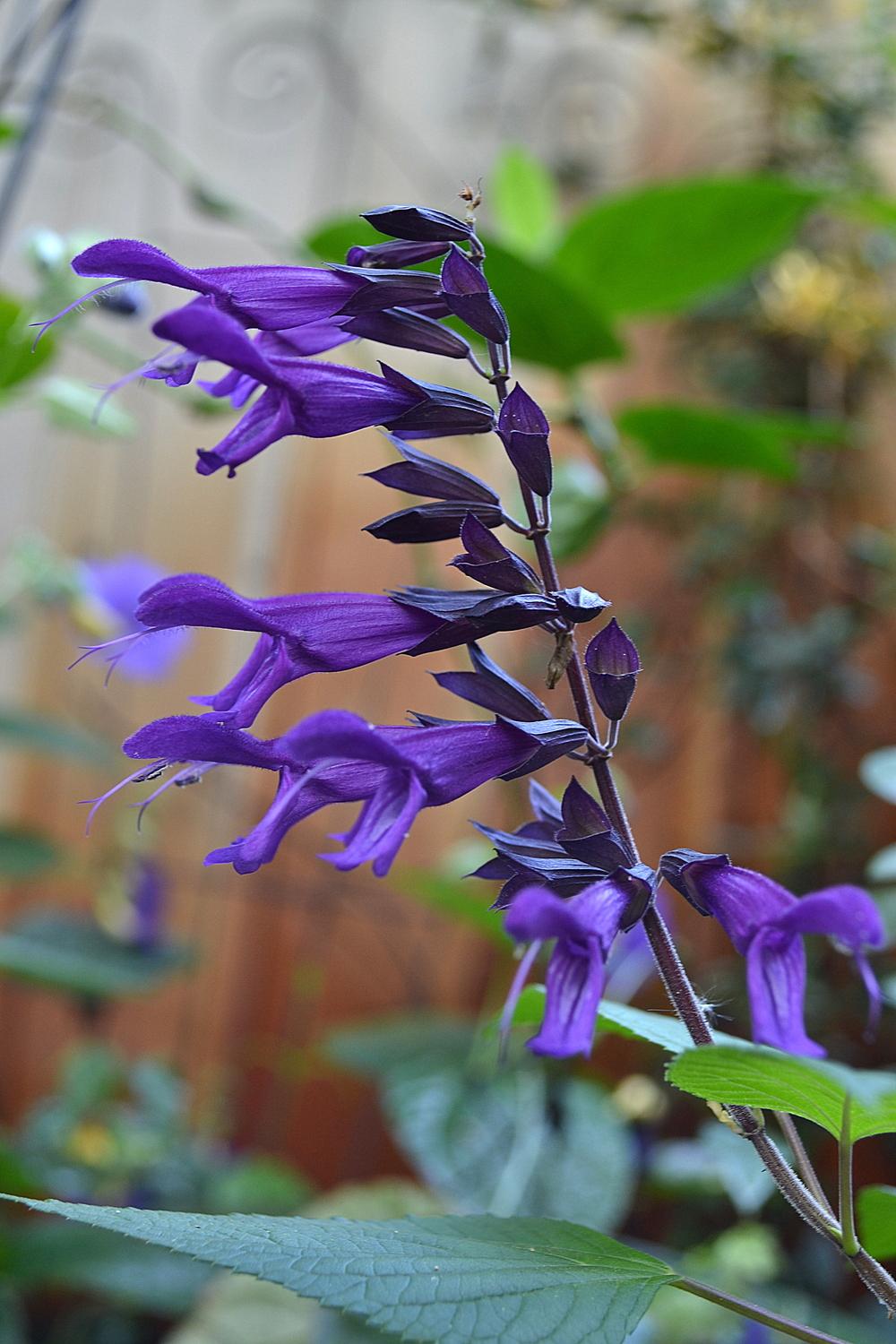 Photo of Sage (Salvia 'Purple Majesty') uploaded by sunkissed