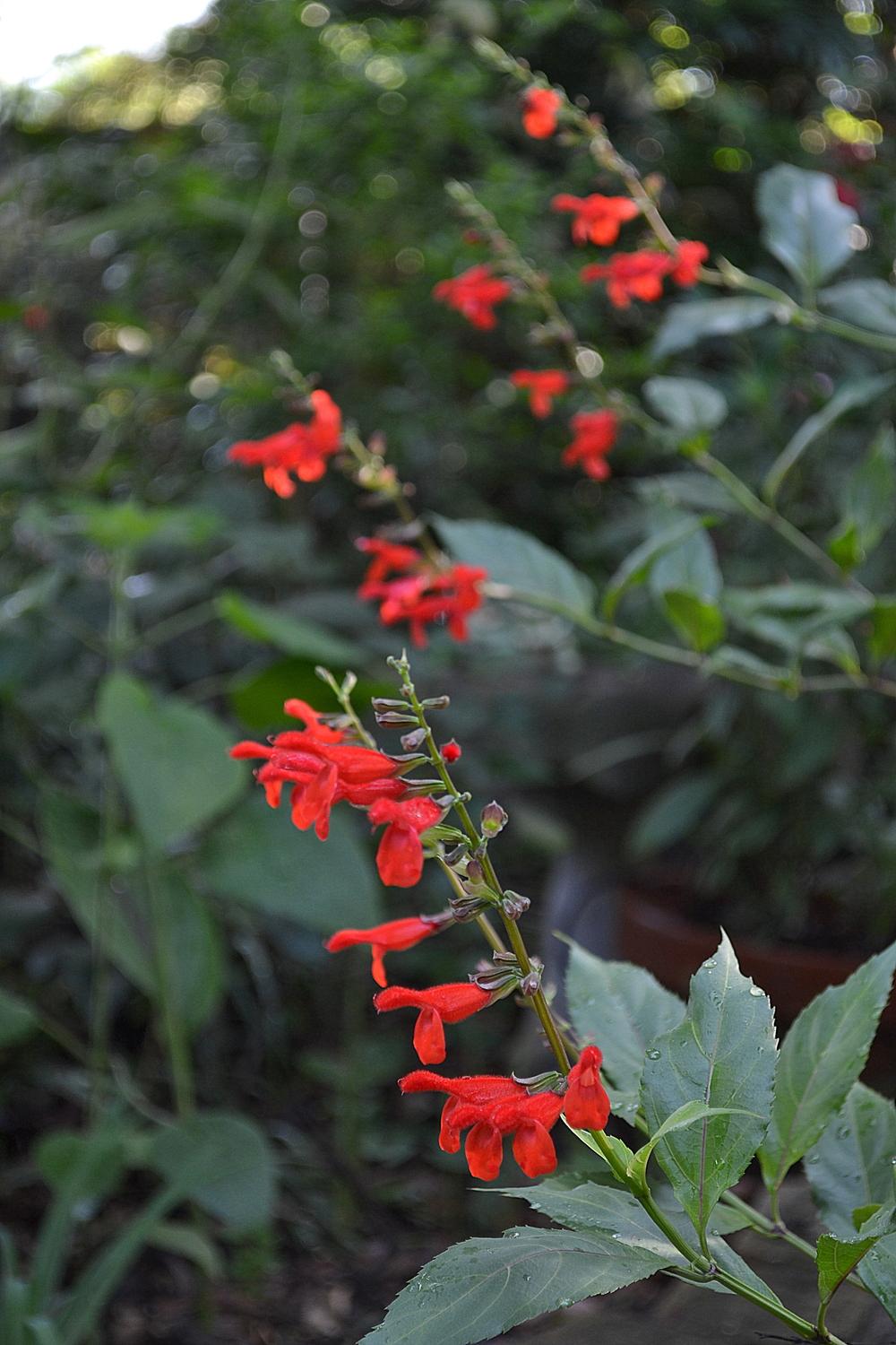 Photo of Belize Sage (Salvia pansamalensis) uploaded by sunkissed
