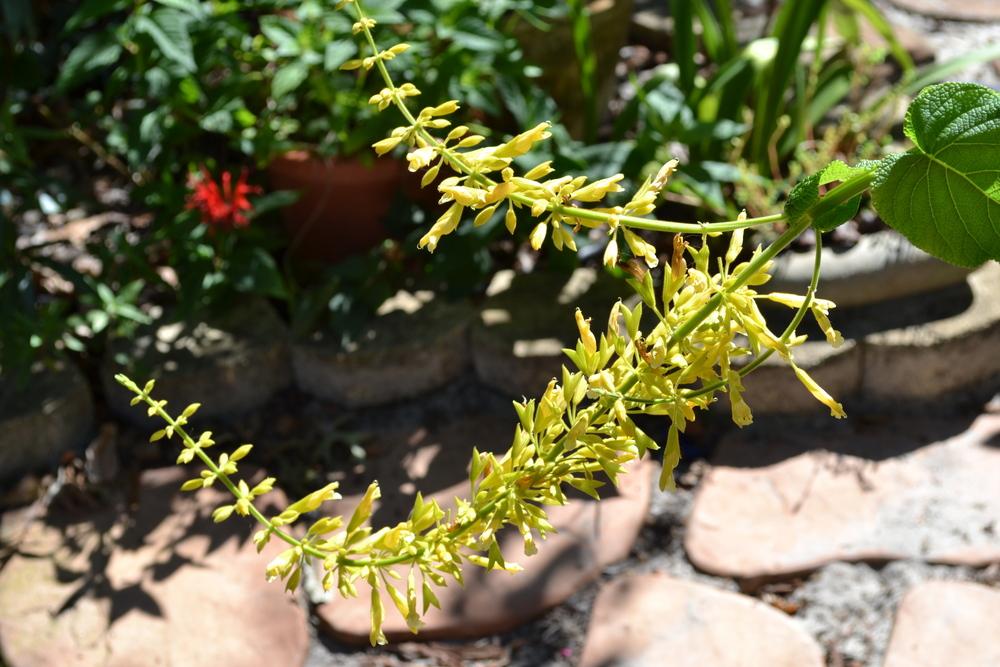 Photo of Forsythia Sage (Salvia madrensis) uploaded by sunkissed