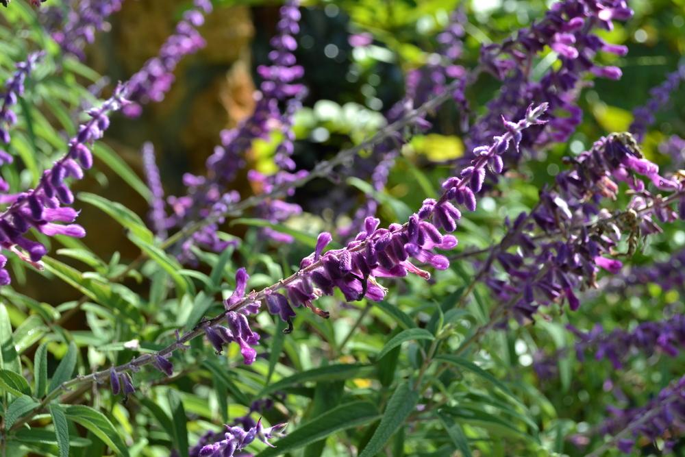 Photo of Mexican Bush Sage (Salvia leucantha) uploaded by sunkissed
