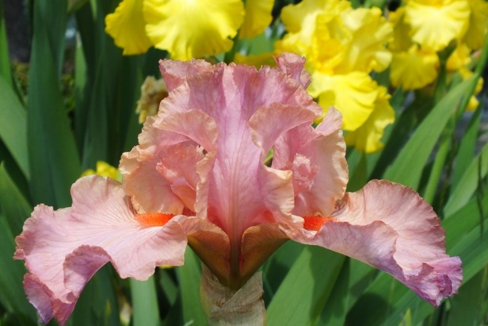 Photo of Tall Bearded Iris (Iris 'Helene C.') uploaded by sunnyvalley