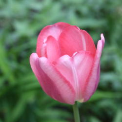 Location: My Garden, Ontario, Canada
Date: 2016-05-29
A lovely soft pink tulip.