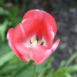Location: My Garden, Ontario, Canada
Date: 2016-05-29
A very pretty pink tulip.