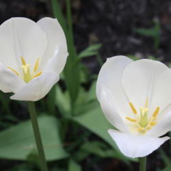 Location: My Garden, Ontario, Canada
Date: 2016-05-29
This tulip has proved to be very perennial and has been in my gar