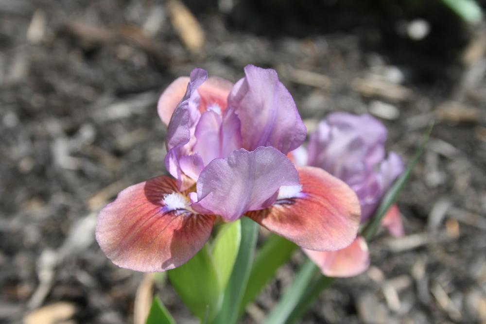 Photo of Standard Dwarf Bearded Iris (Iris 'Flirting Again') uploaded by touchofsky