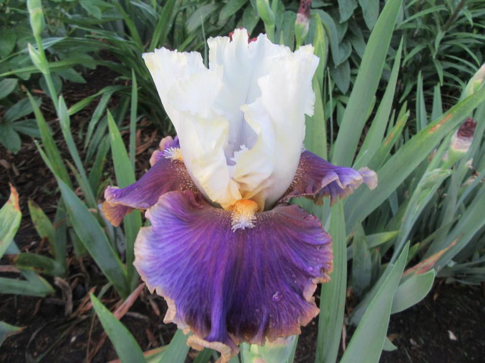 Photo of Tall Bearded Iris (Iris 'Dietmar Brixy') uploaded by tveguy3