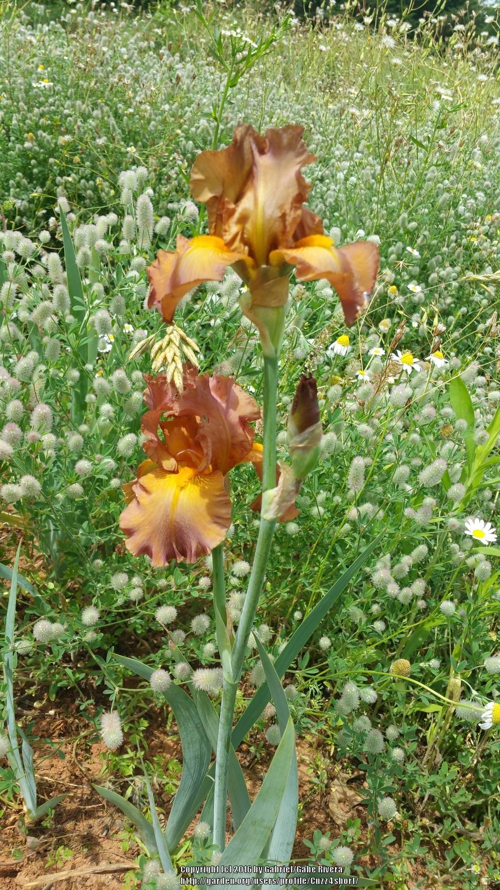 Photo of Tall Bearded Iris (Iris 'Wild West') uploaded by Cuzz4short