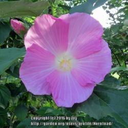 Location: Jefferson County, Texas
Date: May 30, 2016
This is a pink form of Hibiscus moscheutos that is often sold und