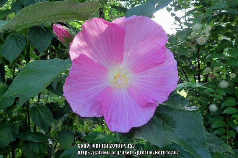 Photo of Hardy Hibiscus (Hibiscus moscheutos) uploaded by Horntoad