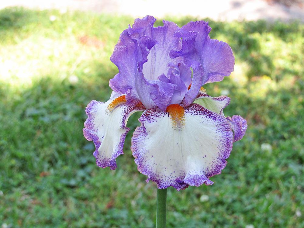 Photo of Tall Bearded Iris (Iris 'Swept Off My Feet') uploaded by Lestv