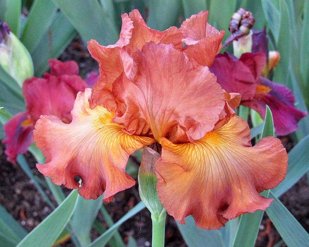 Photo of Tall Bearded Iris (Iris 'Buffer Zone') uploaded by Lestv