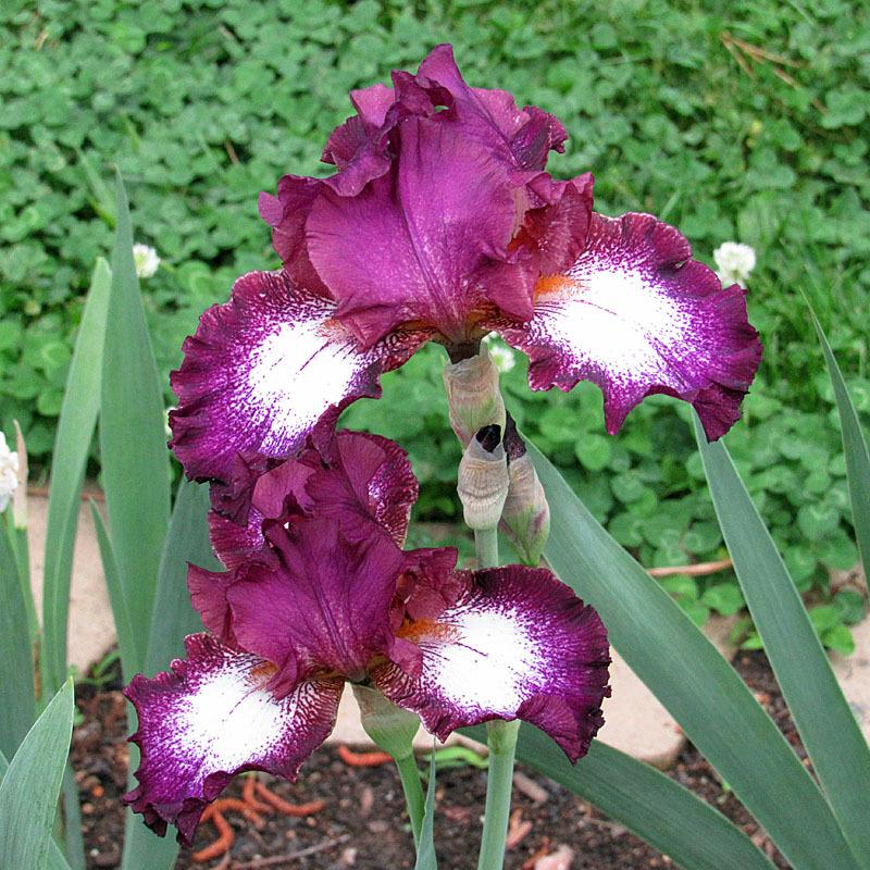 Photo of Tall Bearded Iris (Iris 'Tennison Ridge') uploaded by Lestv
