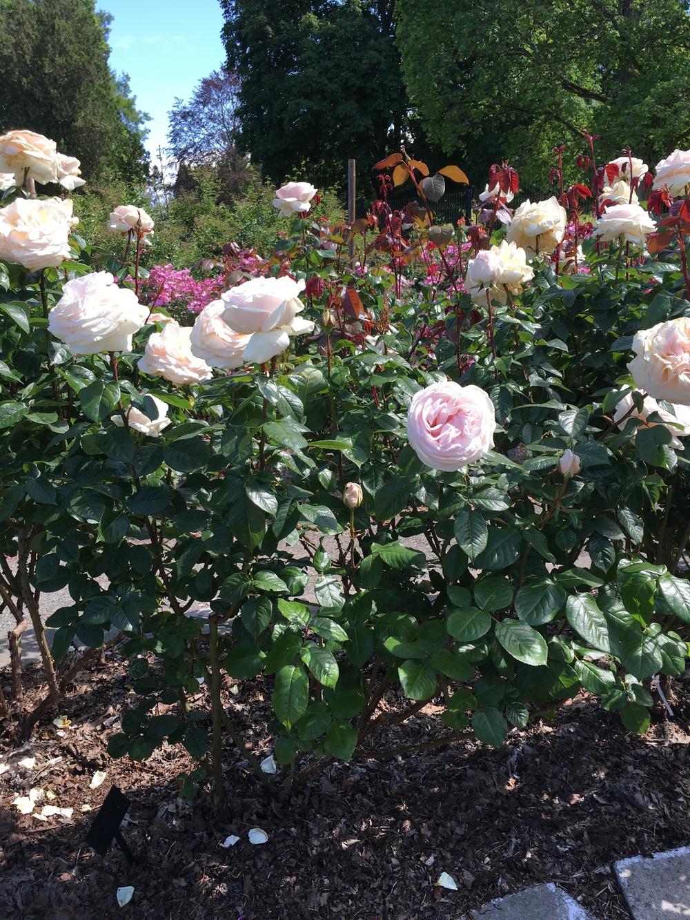 Photo of Rose (Rosa 'Schloss Ippenburg') uploaded by Milljame