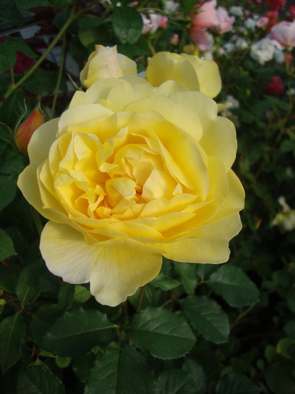Photo of Rose (Rosa 'The Poet's Wife') uploaded by Paul2032