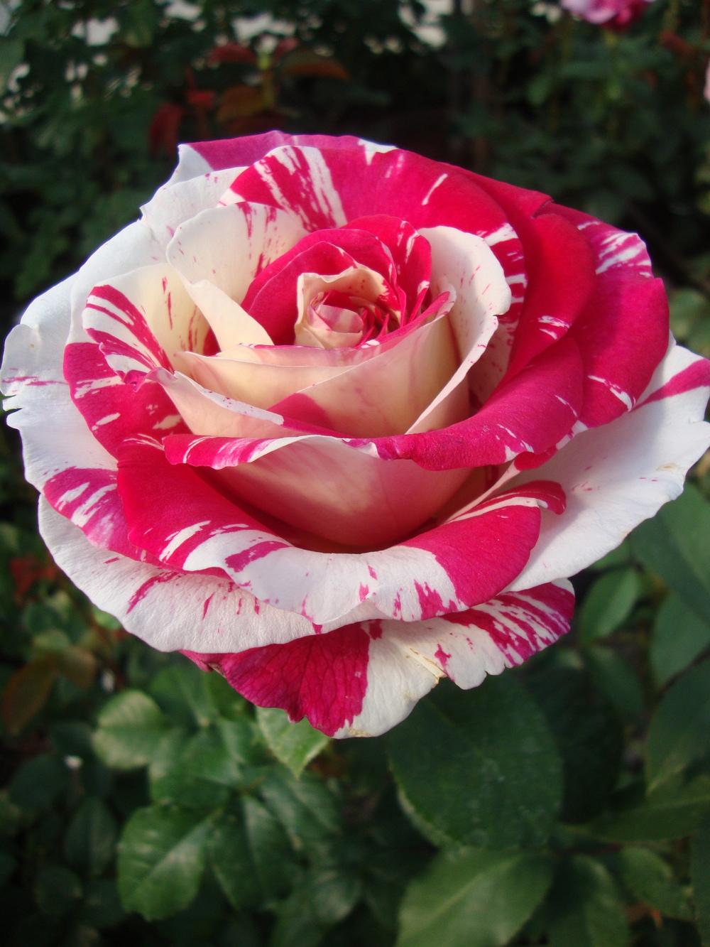 Photo of Rose (Rosa 'Neil Diamond') uploaded by Paul2032