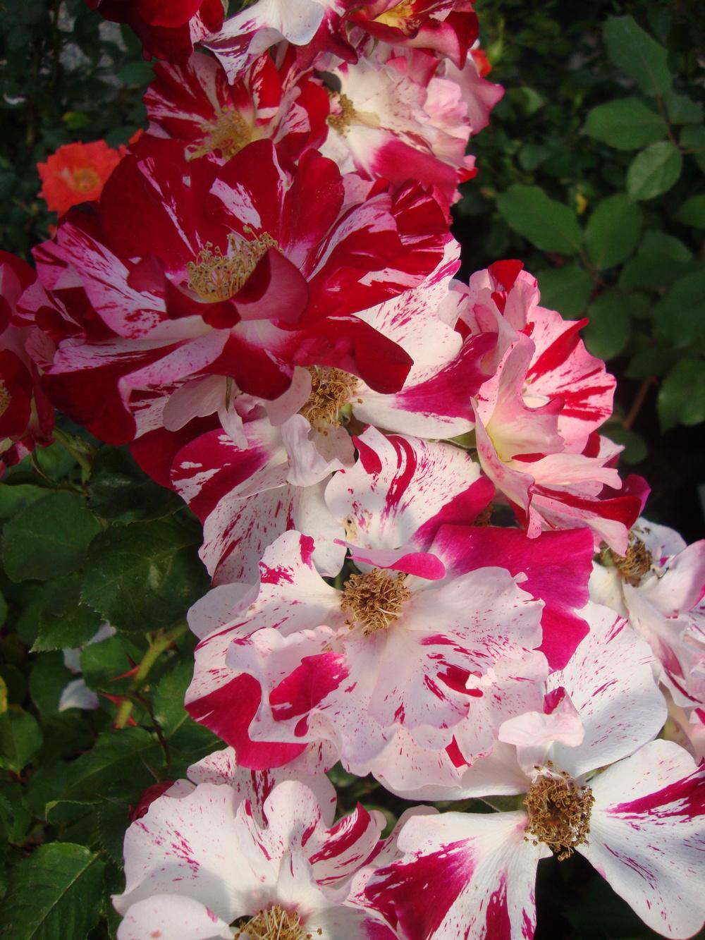 Photo of Large-Flowered Climbing Rose (Rosa 'Fourth of July') uploaded by Paul2032