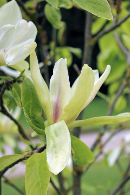 Photo of Magnolia 'Banana Split' uploaded by RuuddeBlock