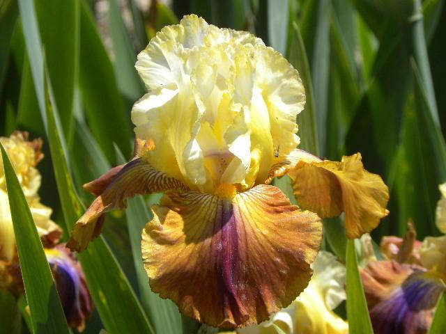 Photo of Tall Bearded Iris (Iris 'Mayan Mysteries') uploaded by SassyCat