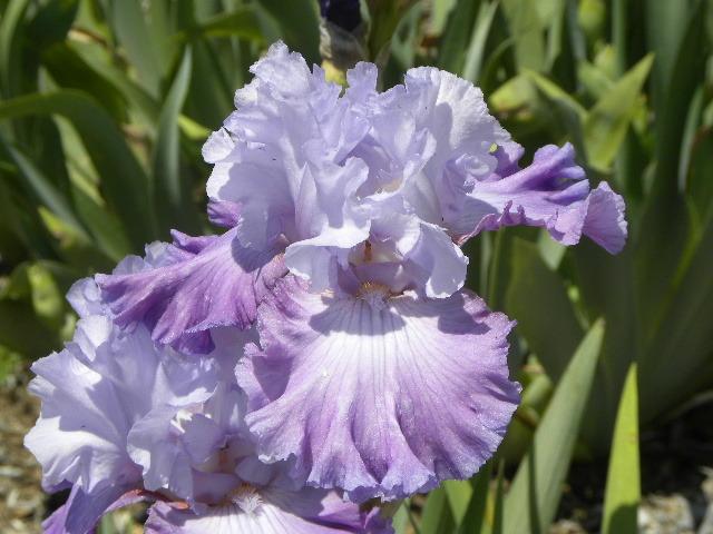 Photo of Tall Bearded Iris (Iris 'Senior Moment') uploaded by SassyCat