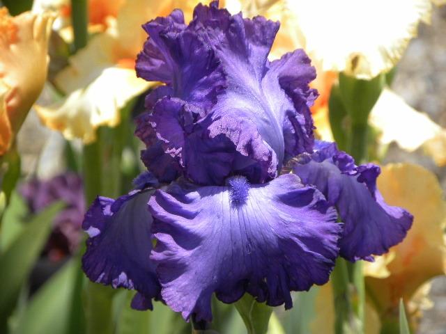 Photo of Tall Bearded Iris (Iris 'Silverback') uploaded by SassyCat