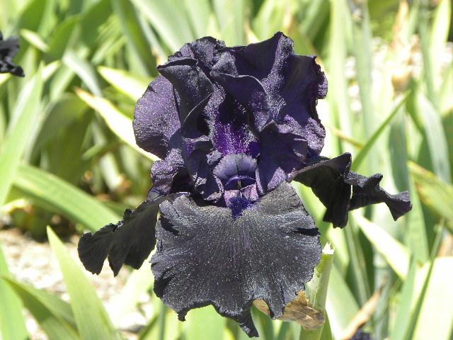 Photo of Tall Bearded Iris (Iris 'Hello Darkness') uploaded by SassyCat