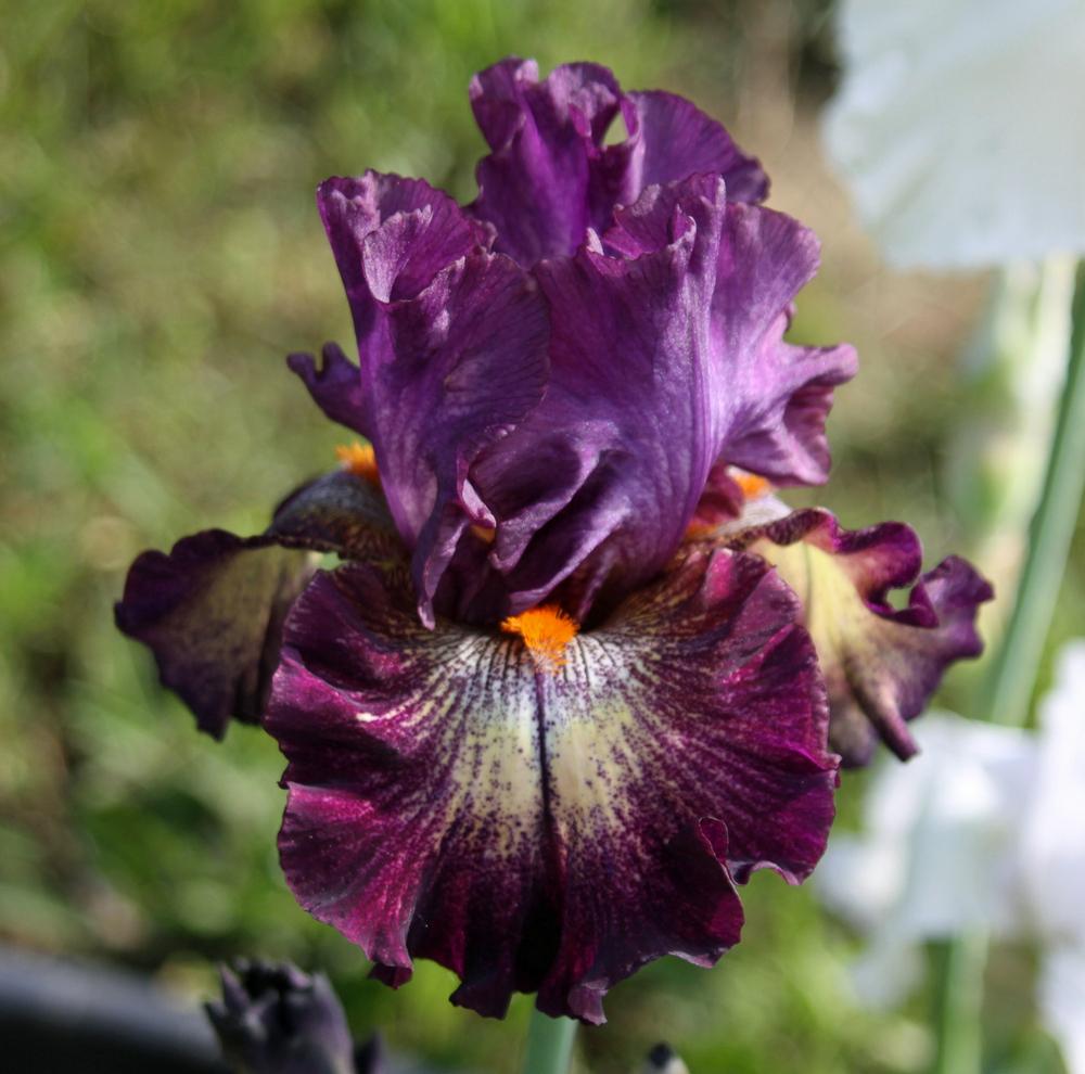 Photo of Tall Bearded Iris (Iris 'Out of the Dark') uploaded by Snork
