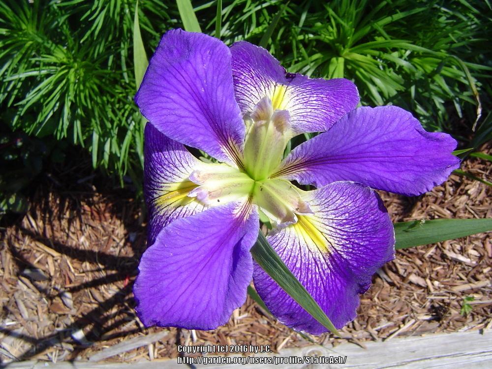 Photo of Irises (Iris) uploaded by StaticAsh