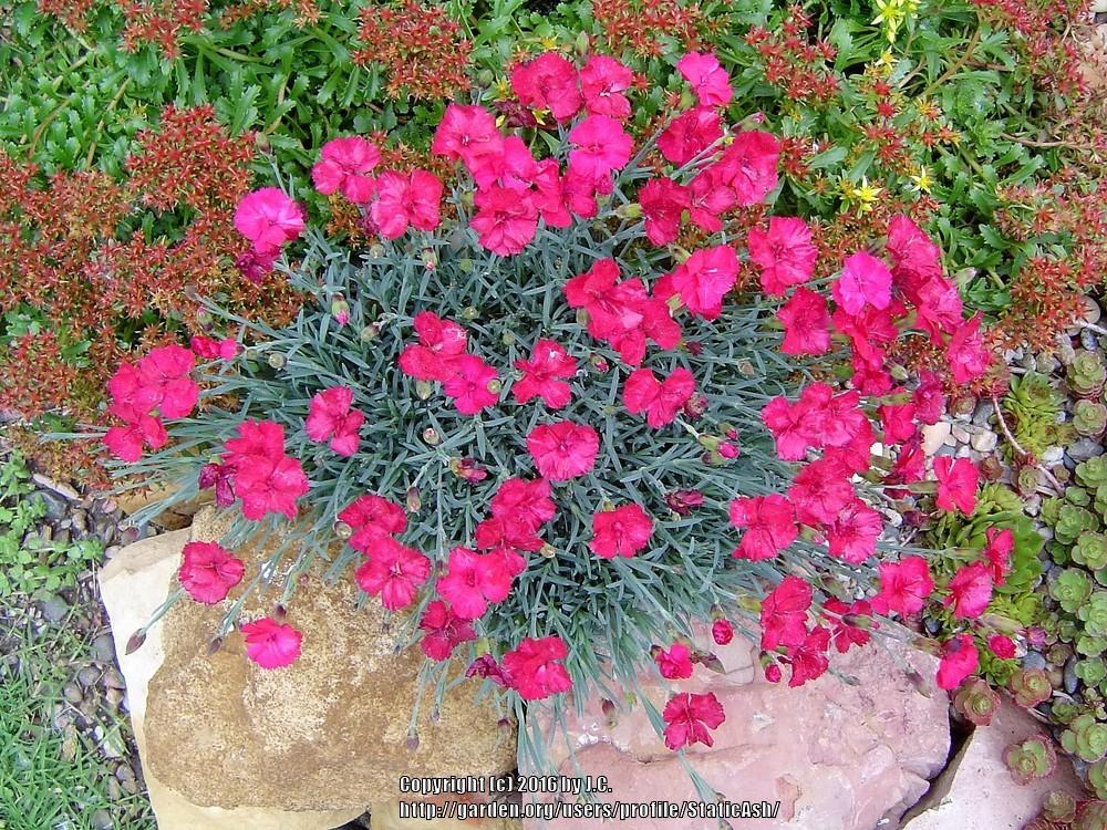 Photo of Allwood Pinks (Dianthus 'Frosty Fire') uploaded by StaticAsh