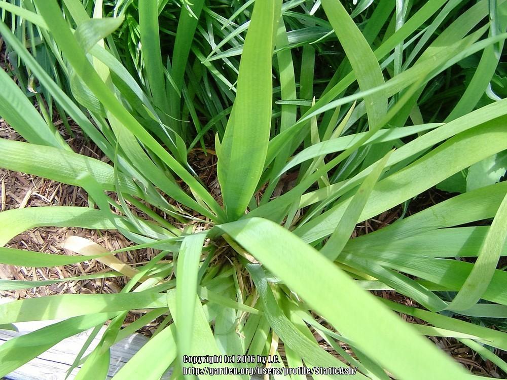 Photo of Louisiana Iris (Iris 'Black Gamecock') uploaded by StaticAsh