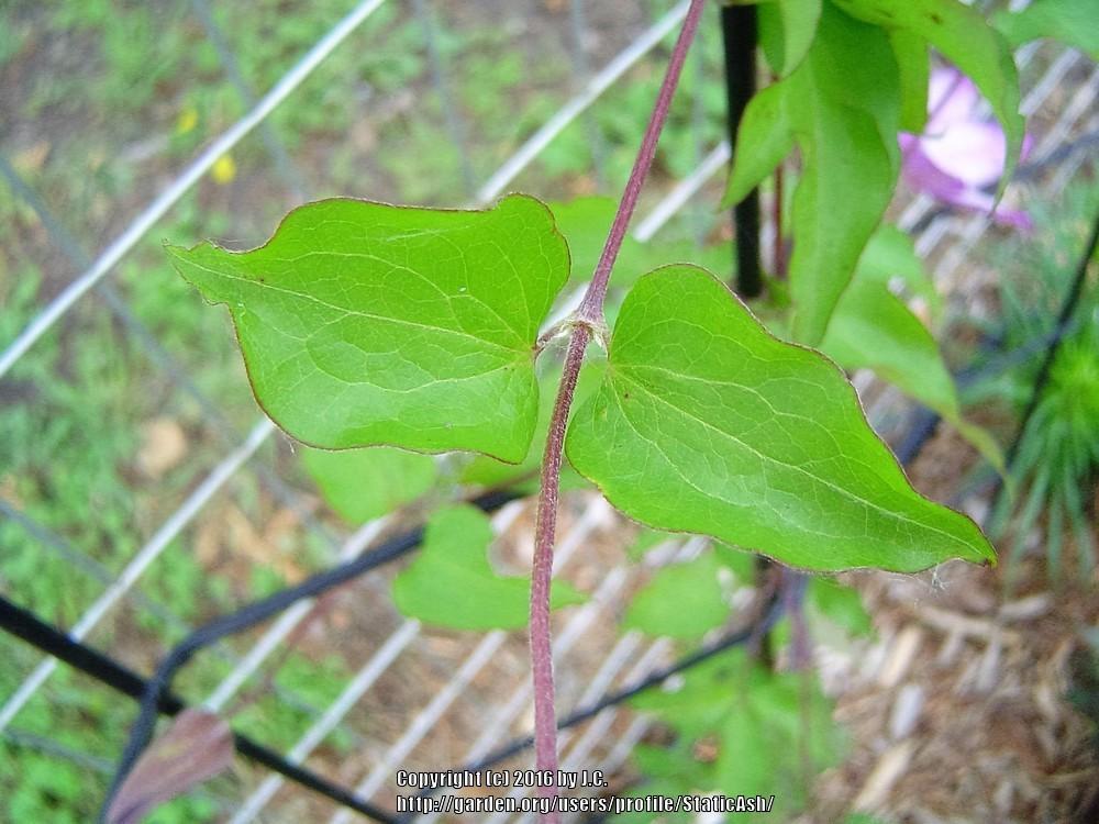Photo of Clematis 'Utopia' uploaded by StaticAsh