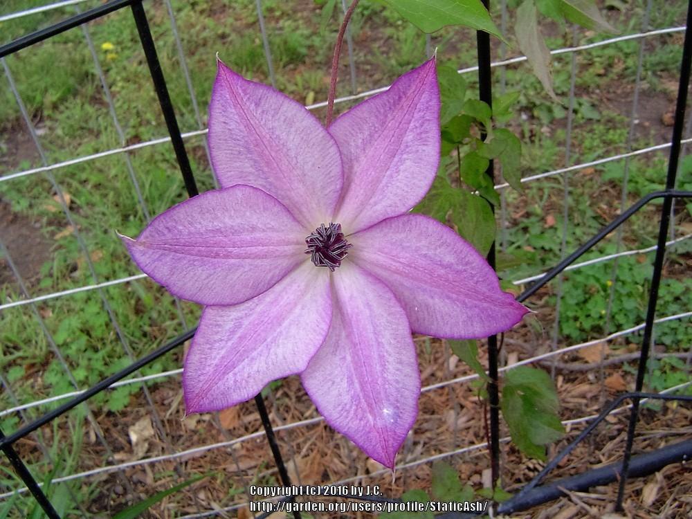 Photo of Clematis 'Utopia' uploaded by StaticAsh