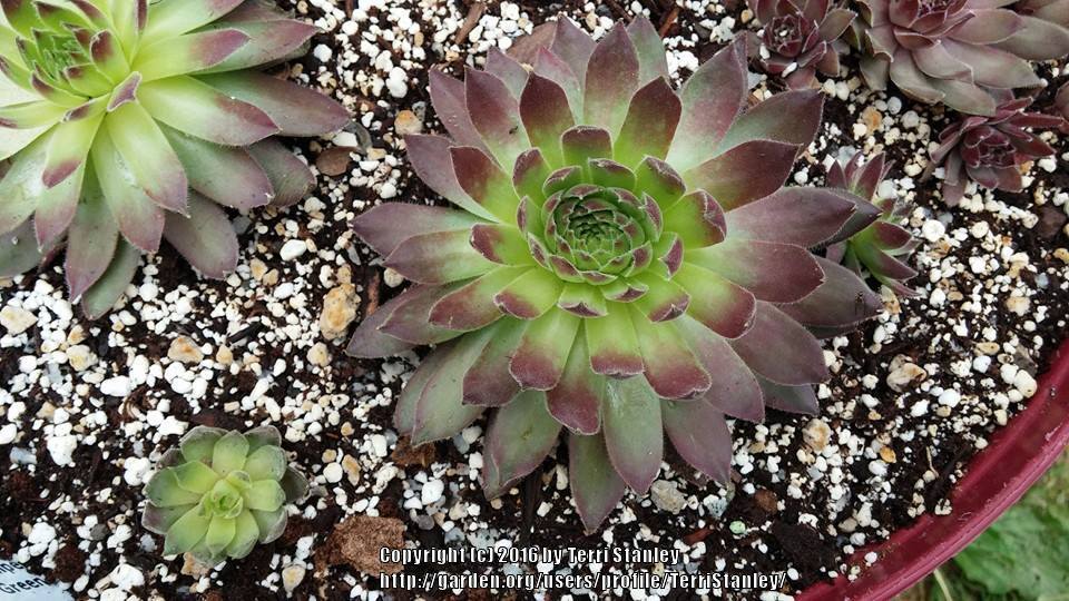 Photo of Hen and Chicks (Sempervivum 'Greenwich Time') uploaded by TerriStanley