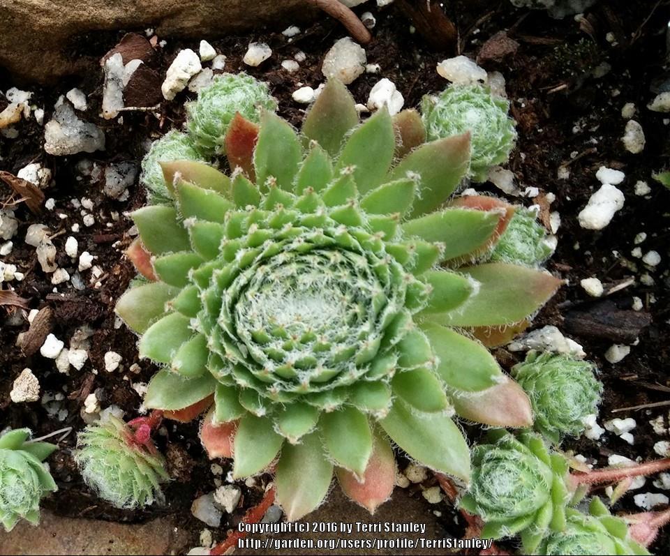 Photo of Hen and Chicks (Sempervivum 'Fuzzy Wuzzy') uploaded by TerriStanley