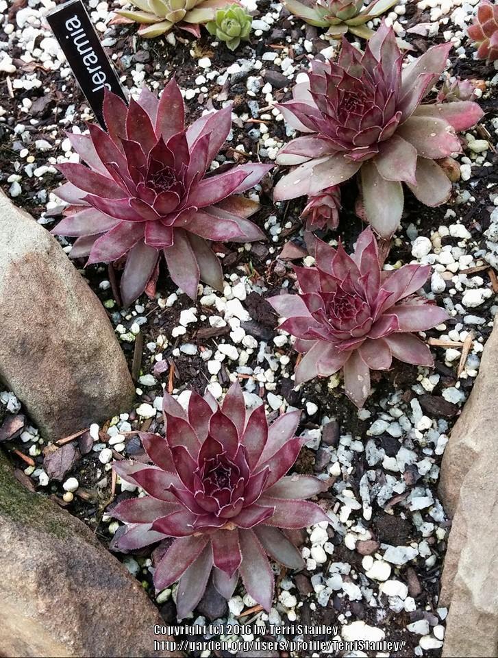 Photo of Hen and Chicks (Sempervivum 'Jeramia') uploaded by TerriStanley
