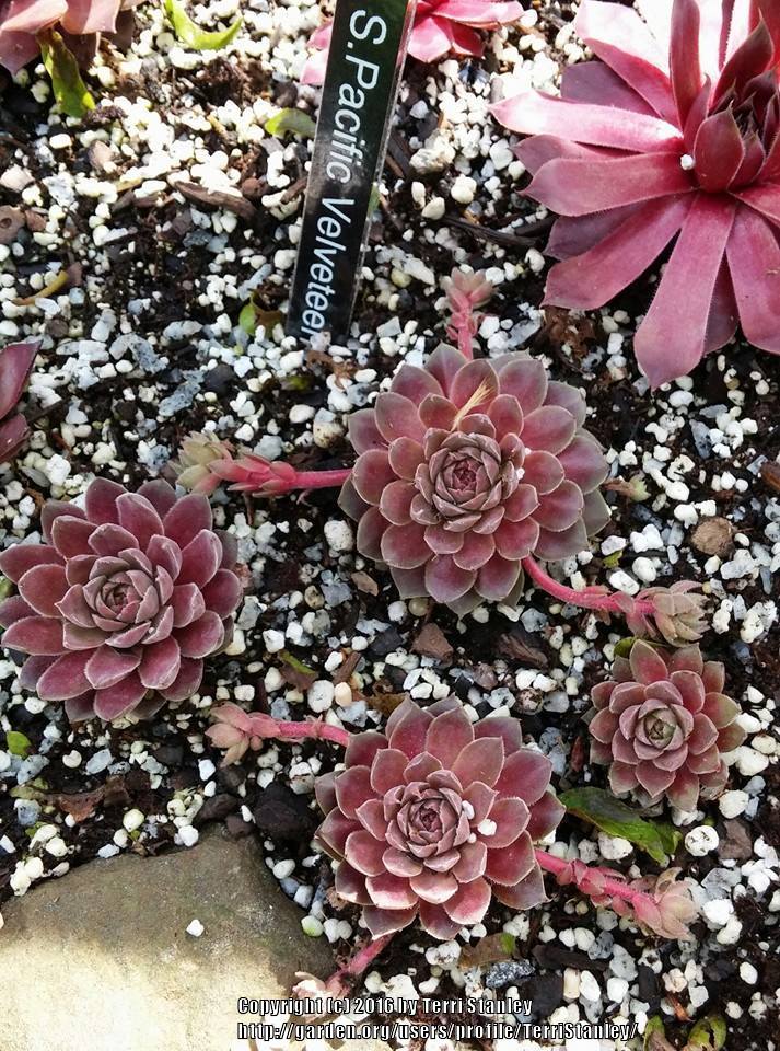 Photo of Hen and Chicks (Sempervivum 'Pacific Mauve') uploaded by TerriStanley