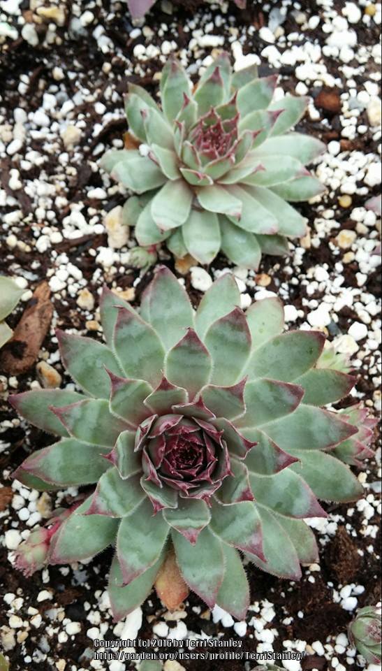 Photo of Hen and Chicks (Sempervivum 'Silver Spring') uploaded by TerriStanley