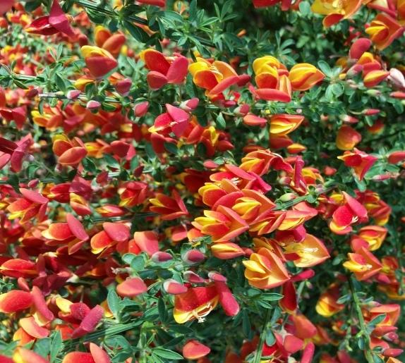 Photo of the bloom of Scotch Broom (Cytisus 'Lena') posted by