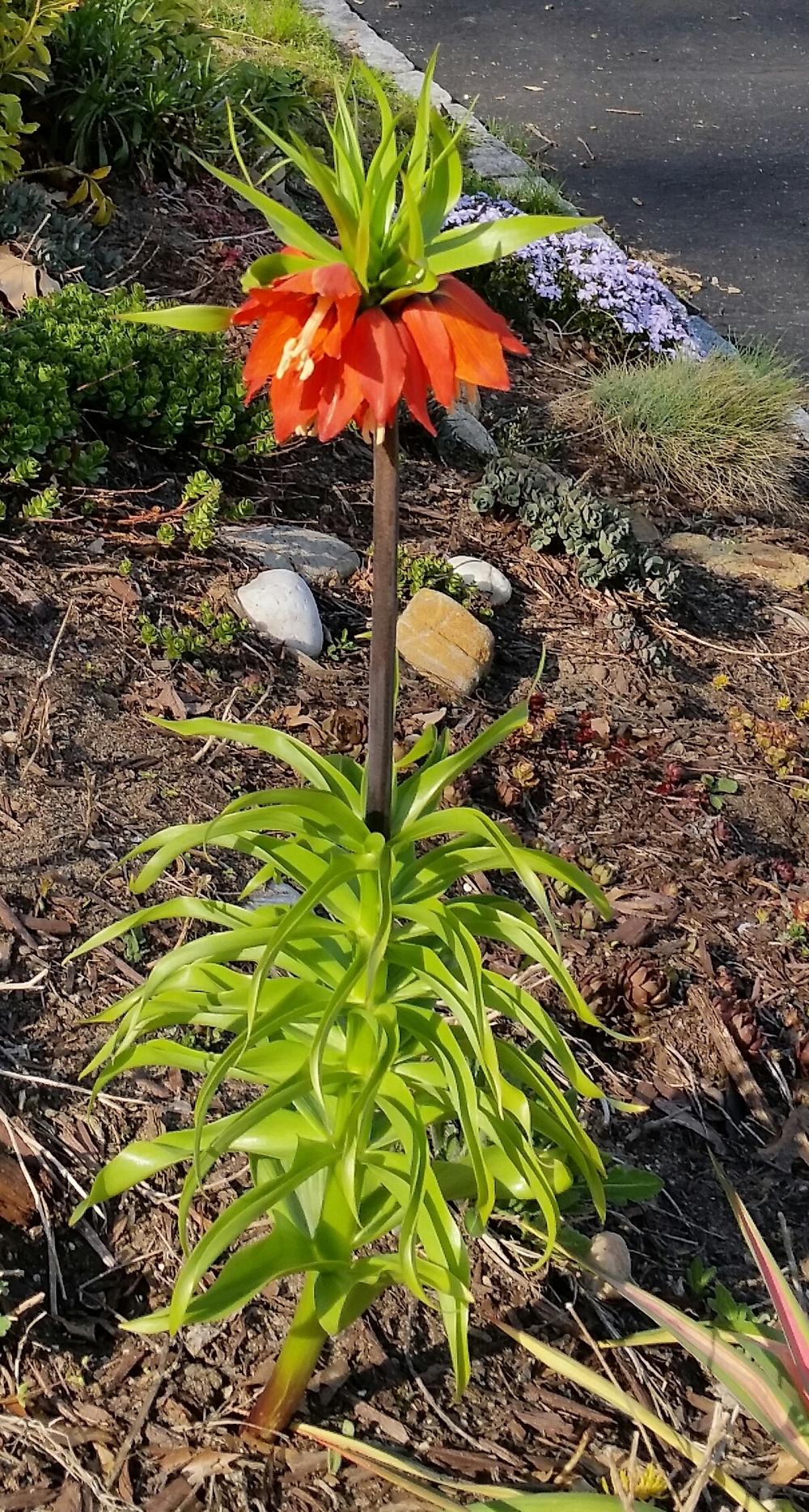 Photo of Crown Imperial Fritillaria (Fritillaria imperialis) uploaded by Whitebeard