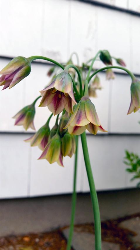 Photo of Mediterranean Bells (Allium siculum) uploaded by Whitebeard