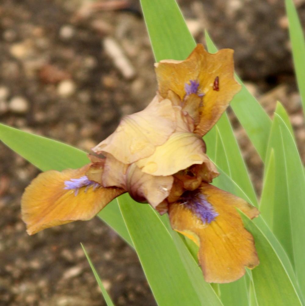 Photo of Standard Dwarf Bearded Iris (Iris 'Gingerbread Man') uploaded by bratwithcat