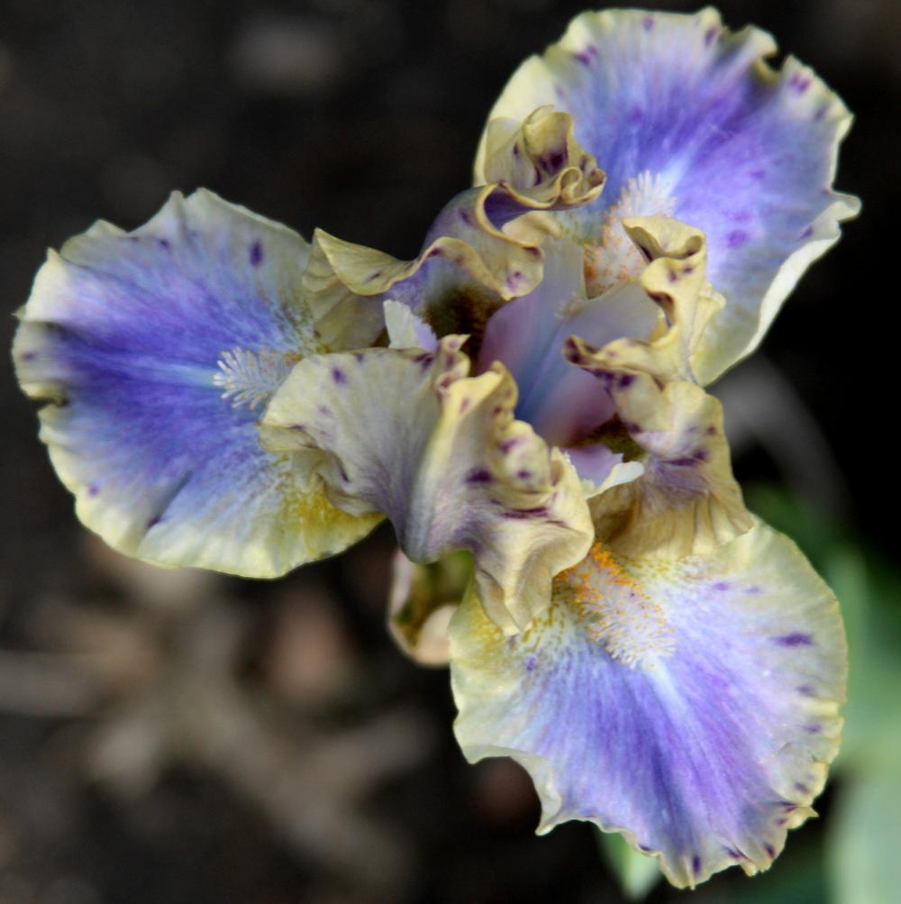 Photo of Standard Dwarf Bearded Iris (Iris 'Leopard Print') uploaded by bratwithcat